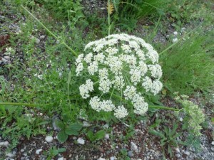 LA Foux Dallos 015